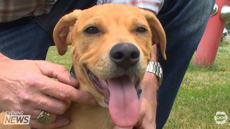 Welland SPCA saves 150 dogs from being euthanized