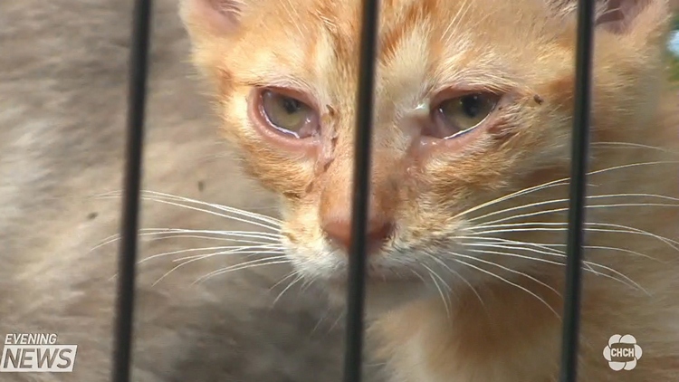 Stray cats in Beamsville