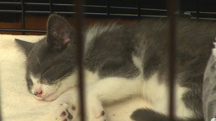 Hoarded Beamsville cats find new homes in Grimsby