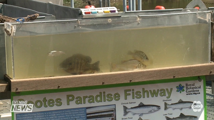 Royal Botanical Gardens Fishway Celebration