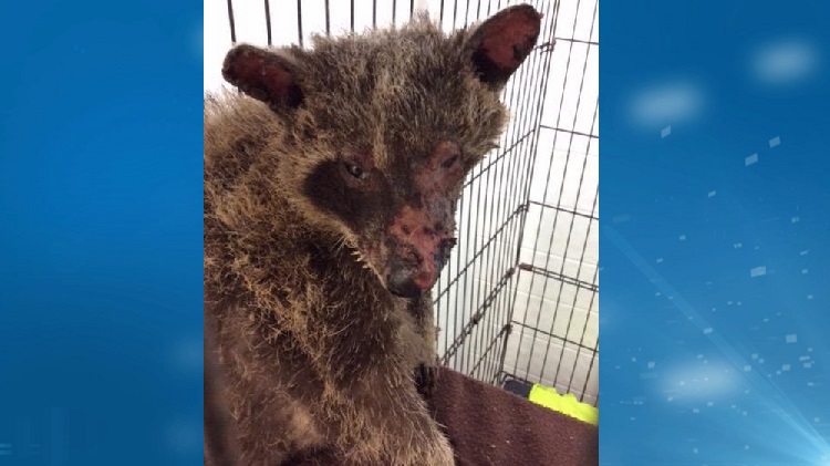 Severely burned baby raccoon found in Barrie park