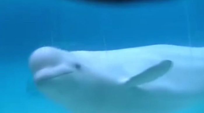 Gia, a beluga whale at Marineland has died