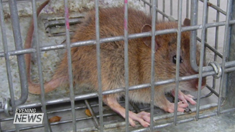 Increase in rat complaints in Niagara Falls