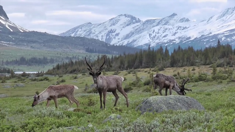 Canada’s wildlife on the decline