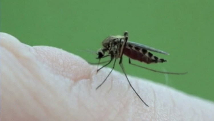 Mosquitoes test positive for West Nile virus in Hamilton, Niagara