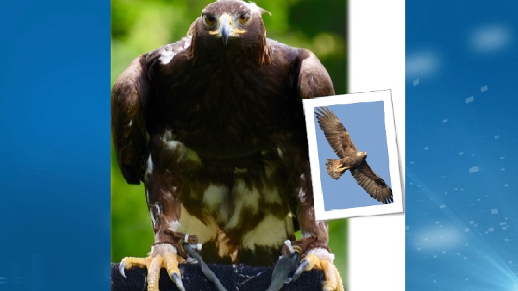 Golden eagle worth $15K stolen from aviary near Acton