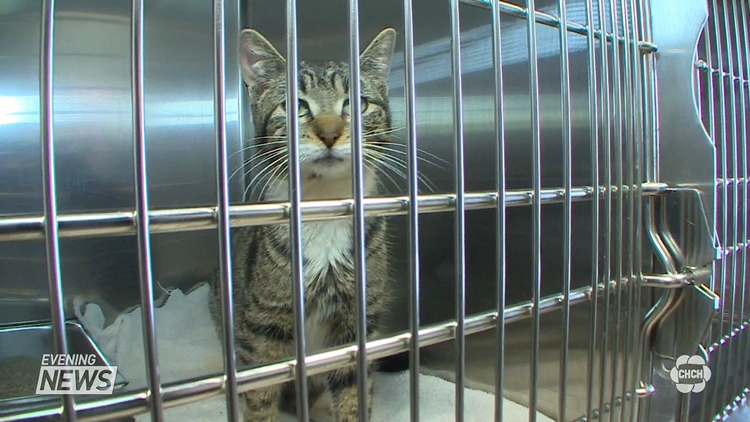 146 Cats surrendered to Welland SPCA