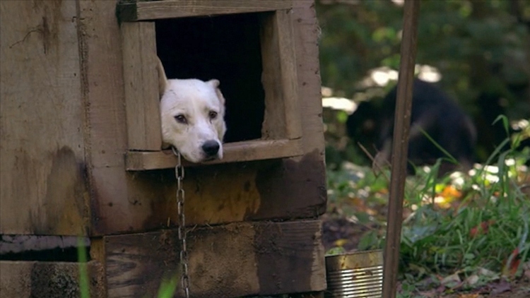 Sled Dogs