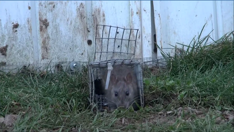 Oh rats! Hamilton named Canada’s 5th rattiest city