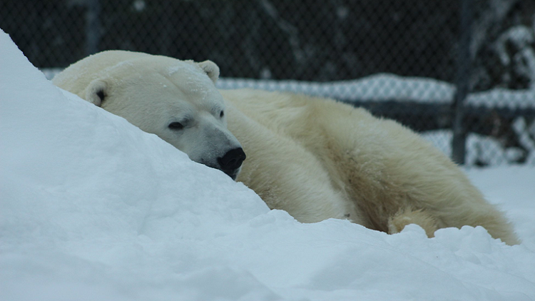 International Polar Bear Day