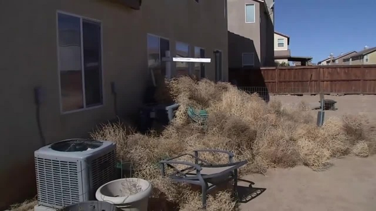 California community overwhelmed by tumbleweeds
