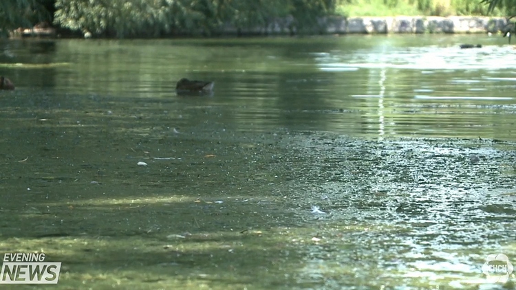 Water quality at one of Hamilton’s summer hot spots