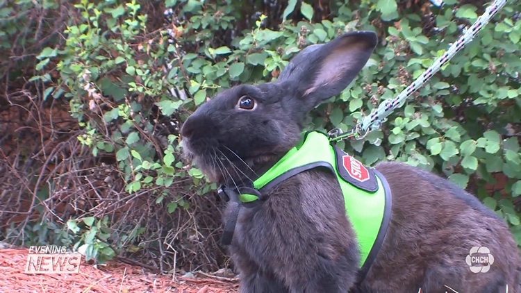 A woman is speaking out about alternative service animals after Via Rail denies transport