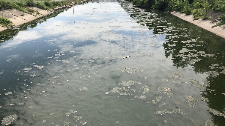 Contaminated water at Chedoke Creek & Cootes Paradise