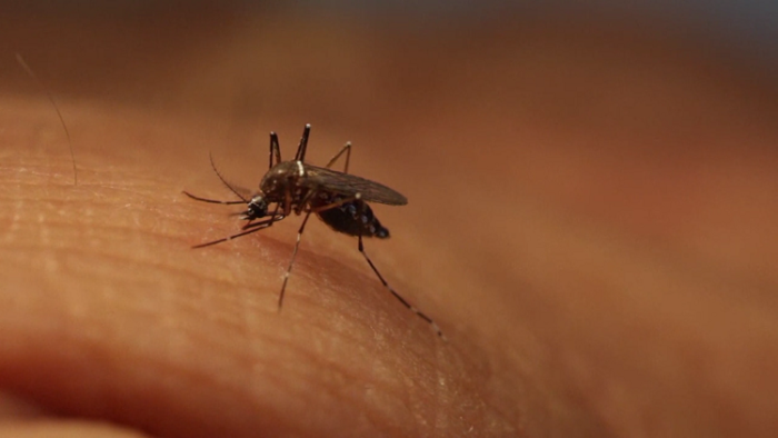 Hamilton health officials say risk of contracting West Nile virus is ‘high’