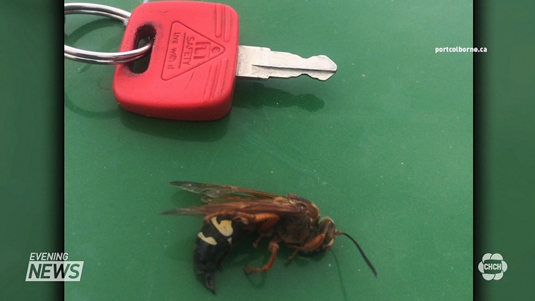 Possible Misidentification of Port Colborne Wasp