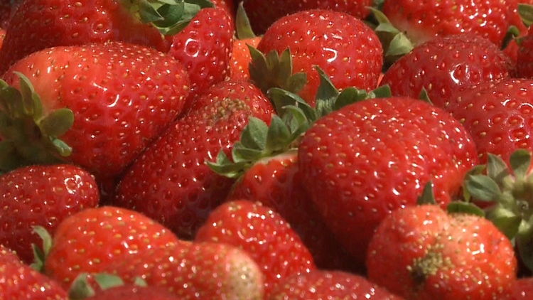 Perfect day for the outdoor Farmer’s Market in Waterdown