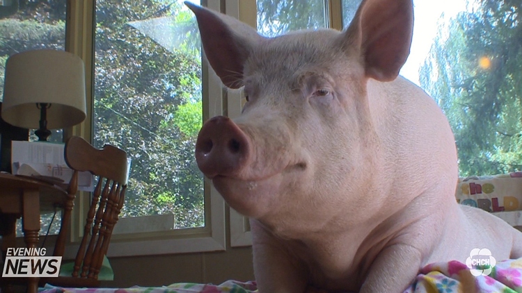 Esther the Wonder Pig diagnosed with cancer