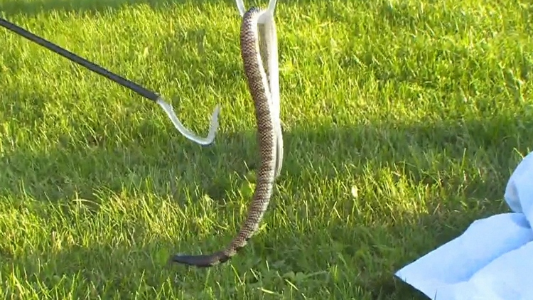 Deadly snake found in Niagara Falls - CHCH