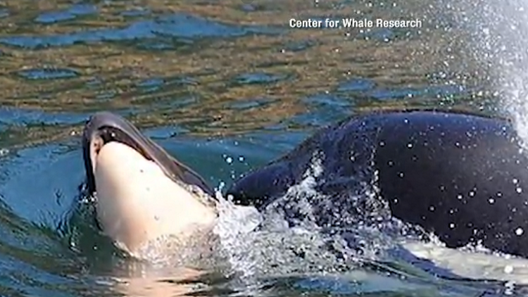 Grieving killer whale no longer carrying dead calf