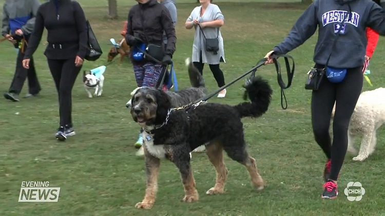 Wiggle Waggle Walk