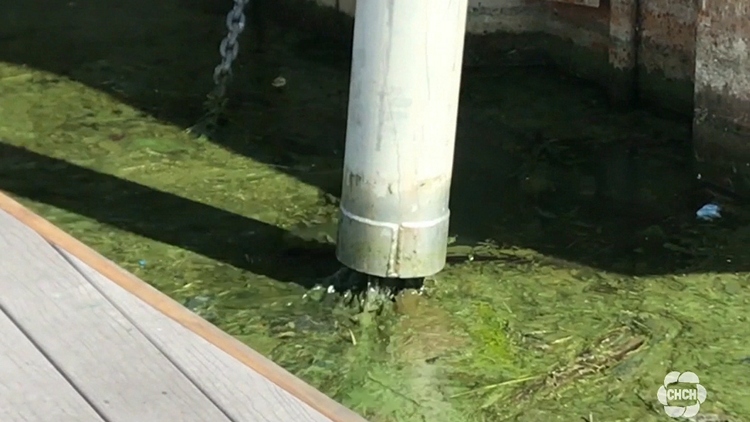 City crews remove the blue-green algae from the Hamilton Harbour