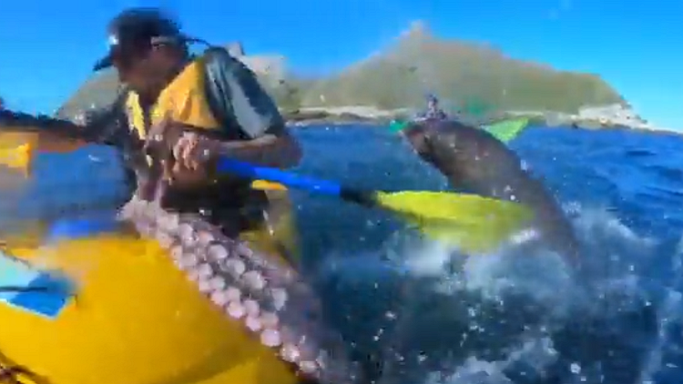 Seal slaps kayaker in the face with octopus in New Zealand