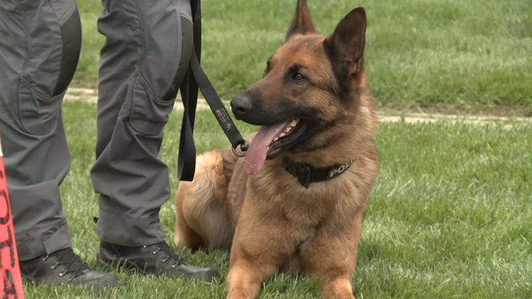 Halton police K9 dog tracks suspect in knife-point robbery