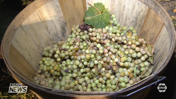 Early Ice Wine harvest