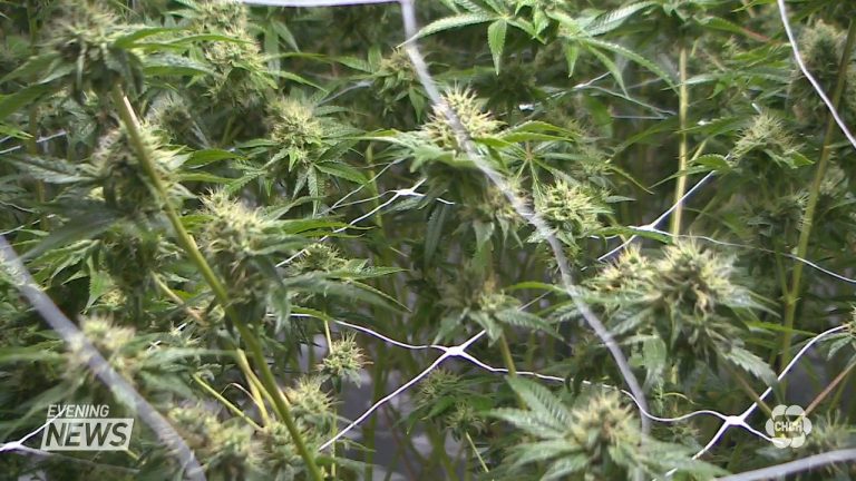 Licensed marijuana producer hopes to revitalize Hamilton neighbourhood