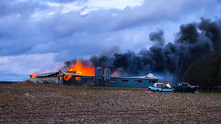 250 goats, 20 rabbits and 2 horses killed in barn fire: OPP