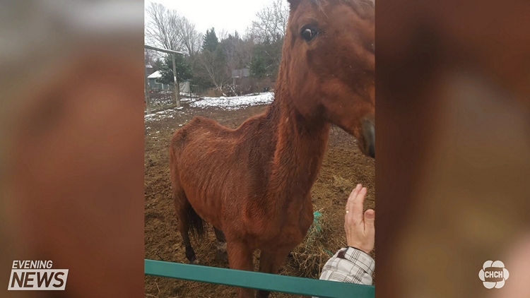 Protesters outraged over OSPCA’s response to check on emaciated horses