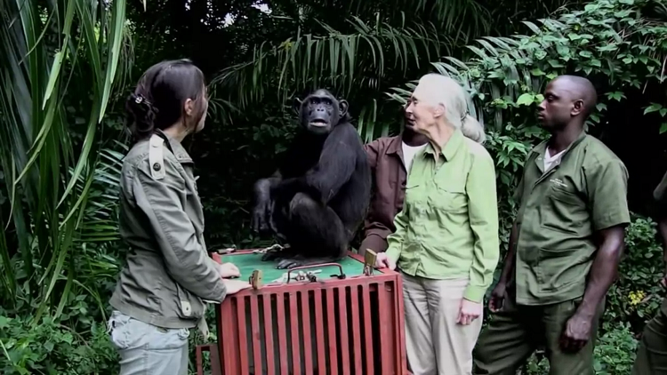 Jane Goodall coming to Hamilton this spring