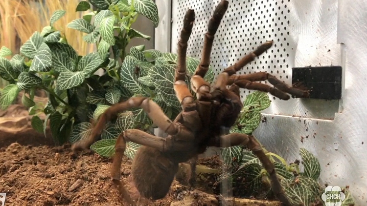 Spiders Alive exhibit starts this weekend at the RBG