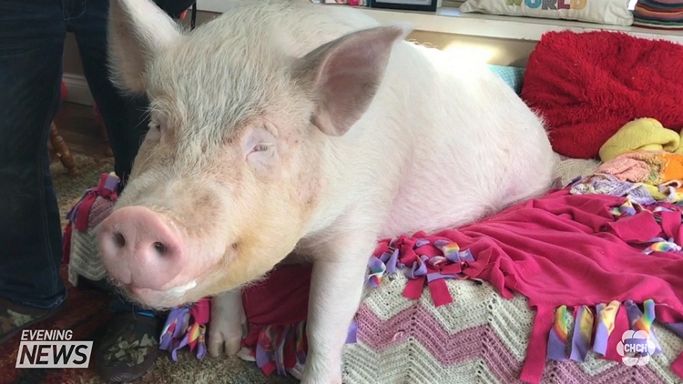 The story of Esther the wonder pig is being made into a Hollywood movie ...