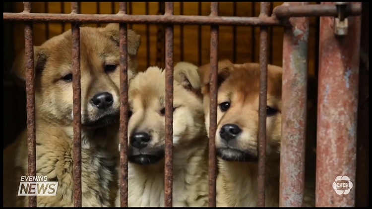 Lincoln County Humane Society puts 35 rescue dogs up for adoption