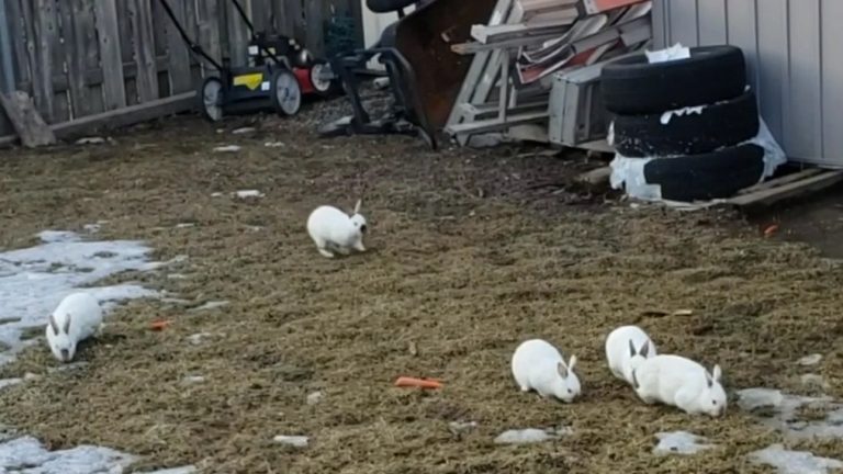 Rabbit crisis