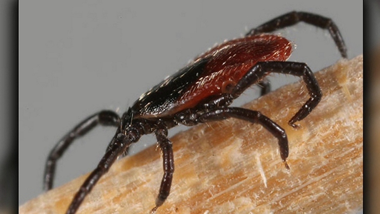 Niagara Region reports an ‘uptick’ of ticks