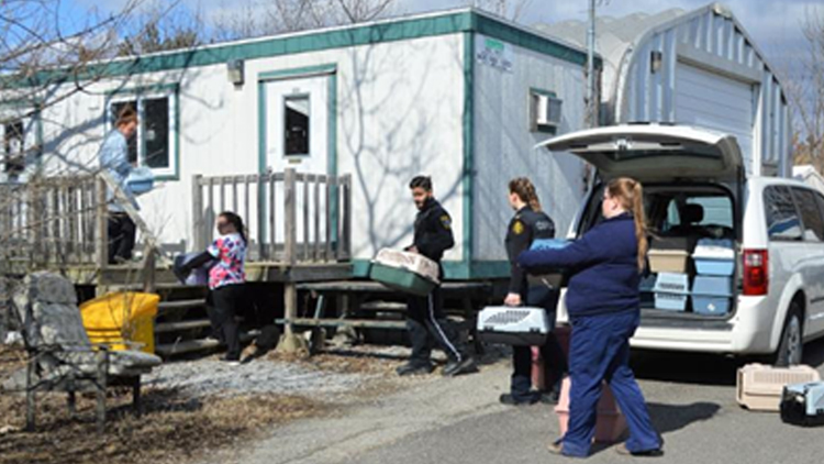 Oakville & Milton Humane society rescue 36 cats from one house