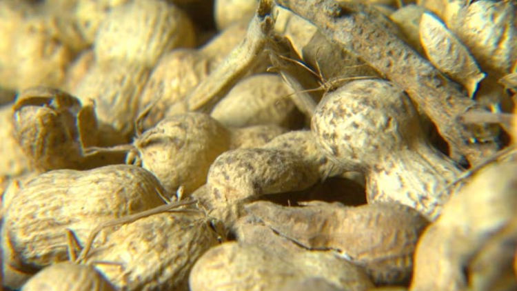 New treatment could help peanut allergy sufferers