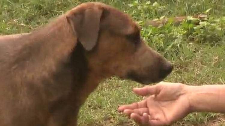 Texas man’s dying wish is to adopt out 11 remaining rescue dogs