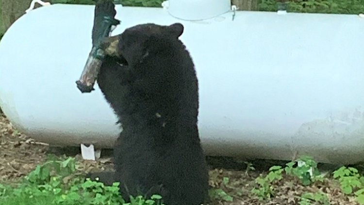 OPP alerts residents after recent bear sightings