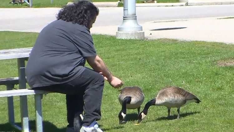 Feeding the birds in Hamilton could earn you a $10,000 fine