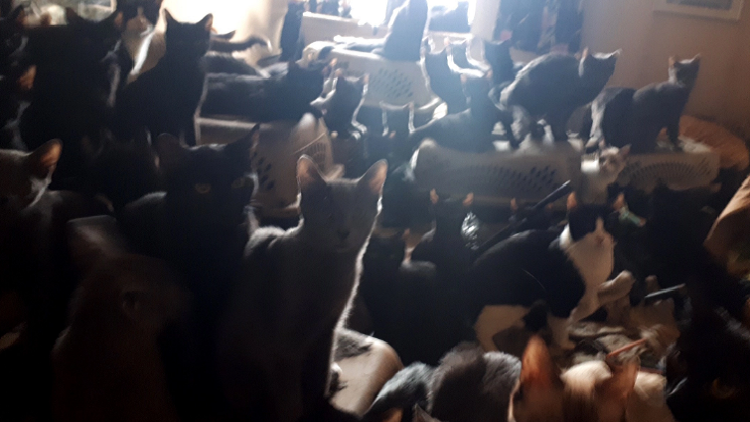 Rescue group says more than 300 cats found in Toronto apartment