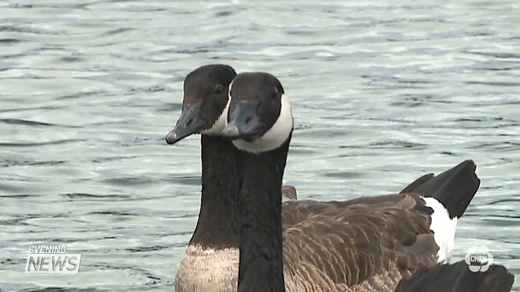 Dead birds suspected of carrying avian flu were found in Halton Region