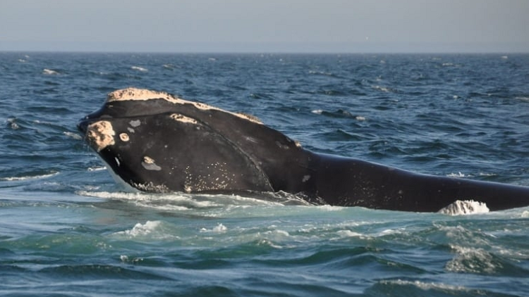 Sixth whale found dead in Canadian waters