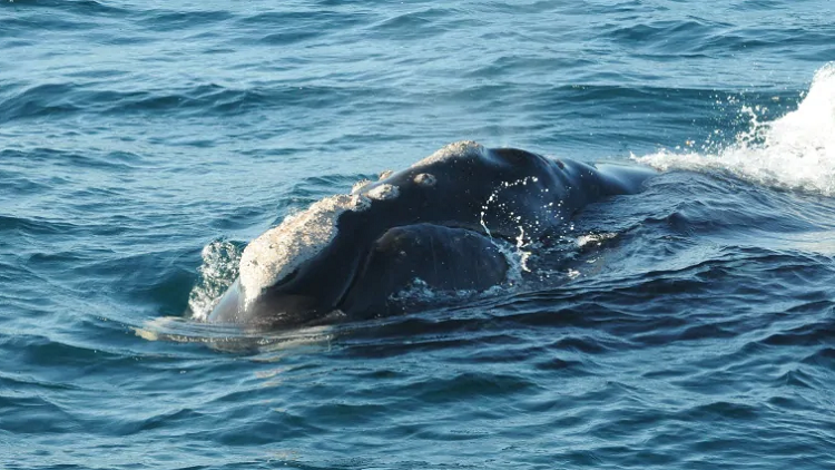 Transport Canada limits boating speed after fifth whale dies in Gulf of St. Lawrence