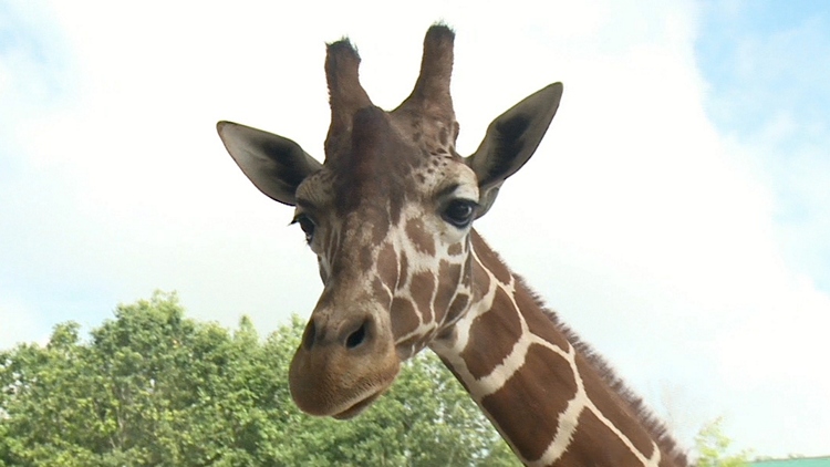 Things get wild at Safari Niagara