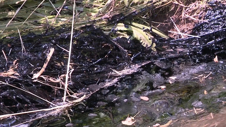 A chemical spill has been found in Red Hill Creek, with evidence of wildlife being harmed