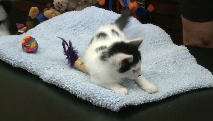Fundraiser to be held for Holly the kitten after being thrown from a car